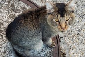 Discovery alert Cat Female Servion Switzerland