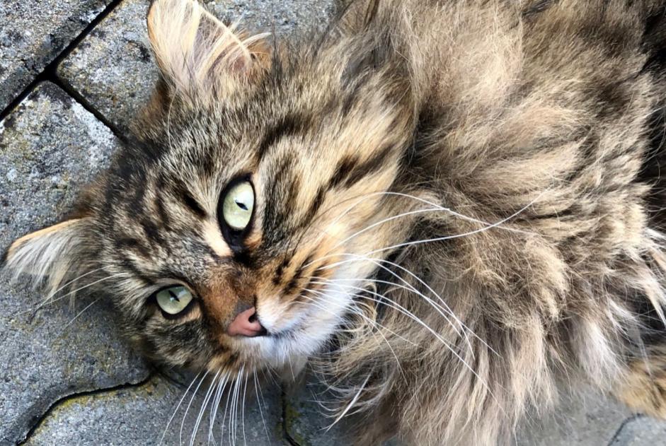 Alerta de Desaparición Gato cruce Macho , 8 años Versoix Suiza