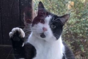 Alerta de Desaparición Gato Macho , 6 años Agde Francia