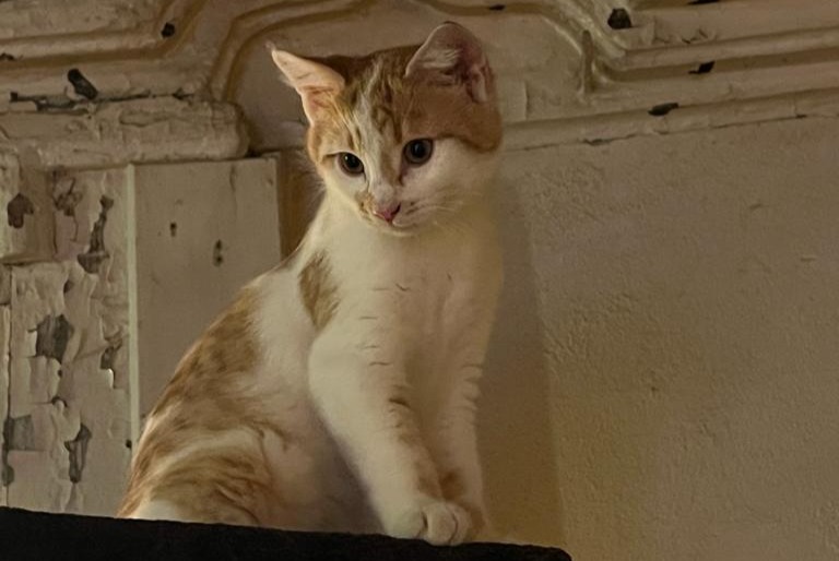 Alerta de Desaparición Gato Macho , 1 años Milvignes Suiza