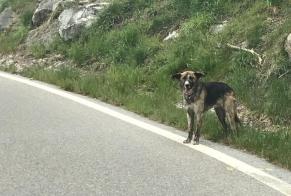 Alerta de Hallazgo Perro Desconocido Saint-Martin Suiza