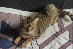 Alerta de Desaparición Gato  Hembra , 2 años Bourdeaux Francia