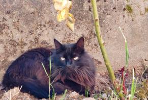 Alerta de Desaparición Gato Macho , 4 años Le Passage Francia