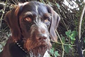 Alerta de Desaparición Perro  Macho , 5 años Emmerich am Rhein Alemania