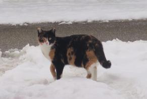 Alerta de Desaparición Gato Hembra , 9 años Courchavon Suiza