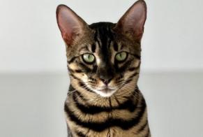 Alerta de Desaparición Gato  Macho , 3 años Collonge-Bellerive Suiza
