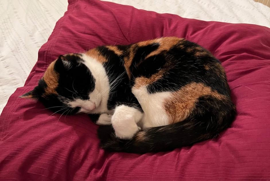 Alerta de Desaparición Gato Hembra , 12 años Morges Suiza