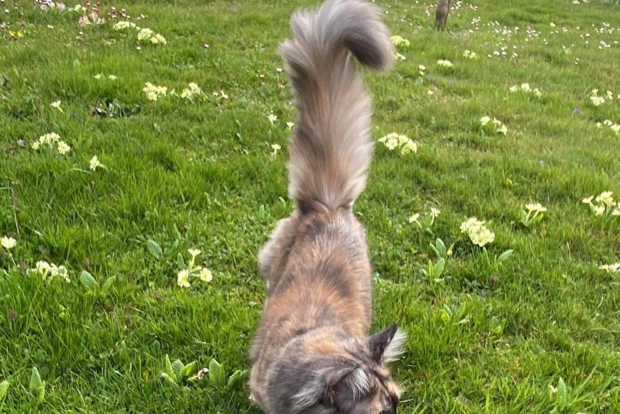 Alerta de Desaparición Gato cruce Hembra , 1 años Cheseaux-sur-Lausanne Suiza