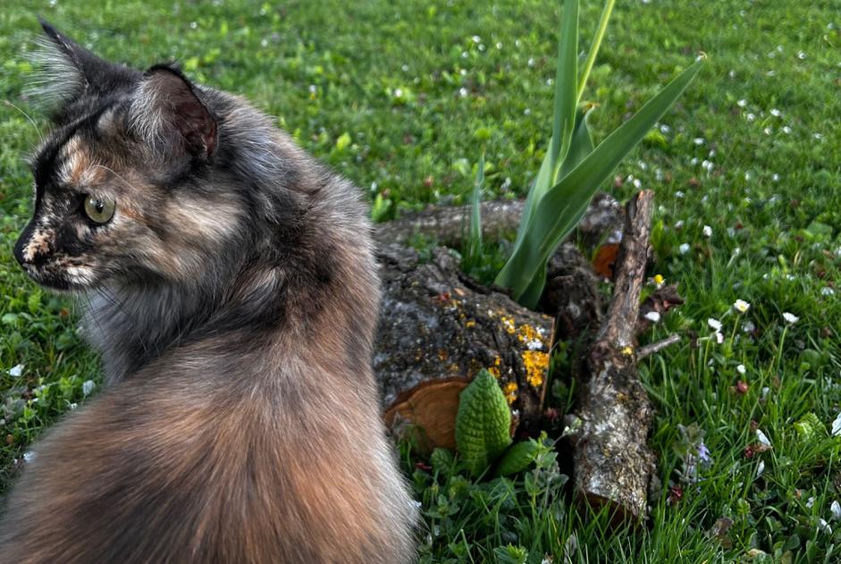 Alerta de Desaparición Gato cruce Hembra , 1 años Cheseaux-sur-Lausanne Suiza