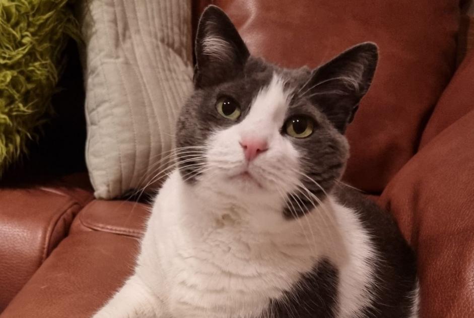 Alerta de Desaparición Gato  Hembra , 13 años Yvorne Suiza