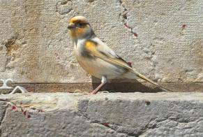 Alerta de Hallazgo Pájaro Desconocido Neuchâtel Suiza