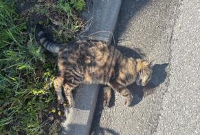 Alerta de Hallazgo Gato  Desconocido Vétroz Suiza