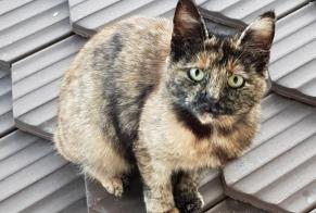 Alerta de Hallazgo Gato Desconocido Val-de-Ruz Suiza