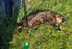Alerta de Hallazgo Gato Desconocido , 5 años Gibloux Suiza