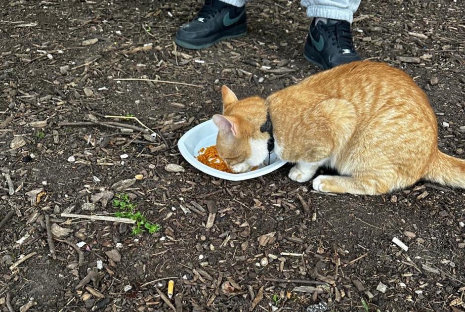 Alerta de Hallazgo Gato cruce Desconocido Genève Suiza