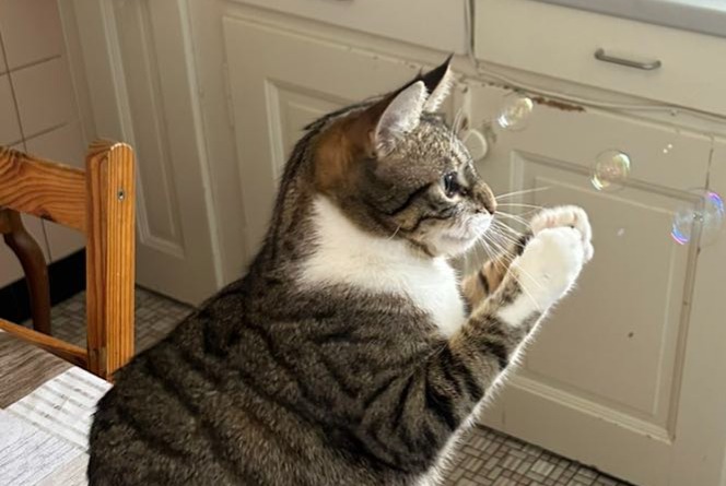 Alerta de Desaparición Gato  Hembra , 2 años Montreux Suiza