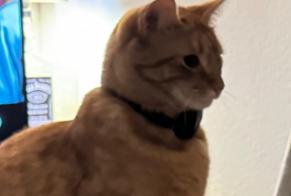 Alerta de Desaparición Gato cruce Macho , 3 años Lausanne Suiza