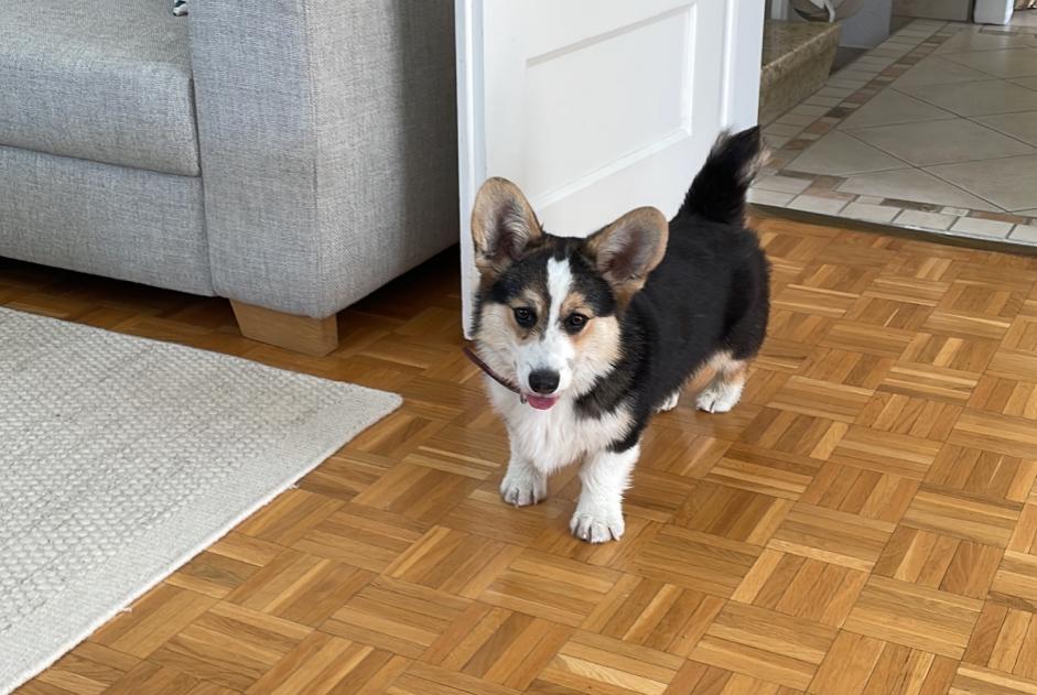Alerta de Hallazgo Perro  Macho Plan-les-Ouates Suiza