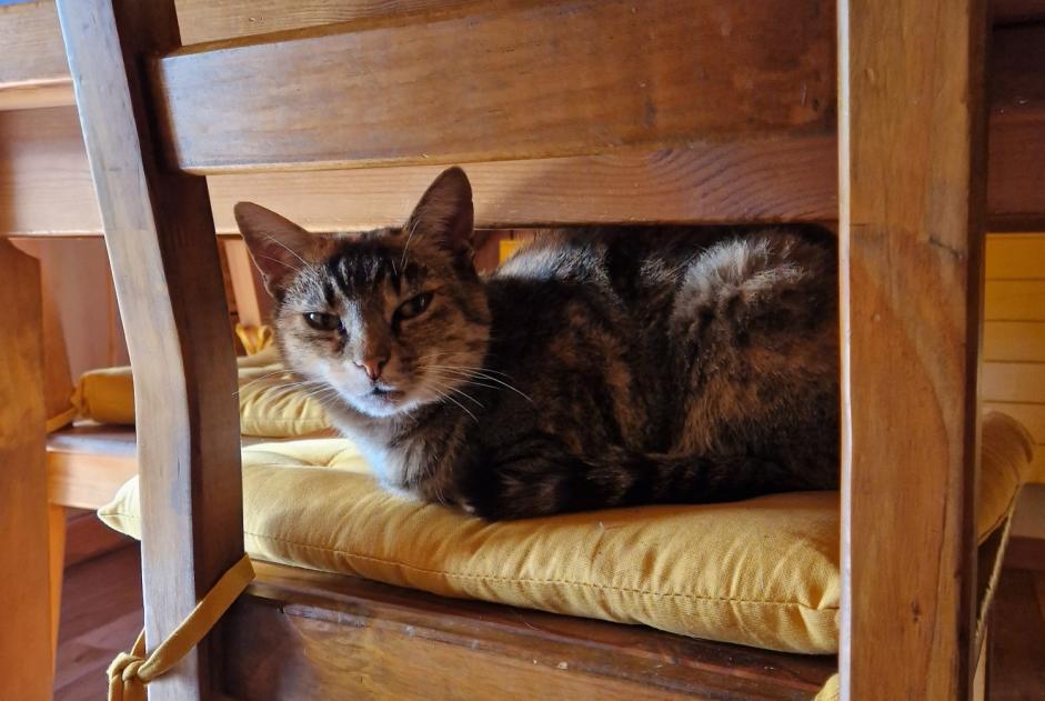 Alerta de Desaparición Gato cruce Hembra , 11 años Lovatens Suiza
