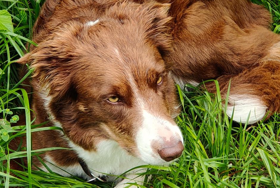 Alerta de Hallazgo Perro  Desconocido Saint-Maurice Suiza