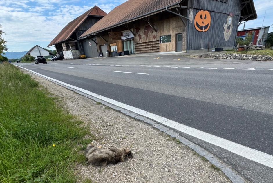 Alerta de Hallazgo Gato Desconocido Gampelen Suiza