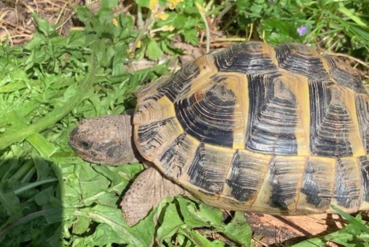 Alerta de Desaparición Tortuga Hembra , 2025 años Lausanne Suiza