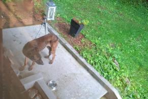 Alerta de Hallazgo Perro Desconocido Blonay - Saint-Légier Suiza