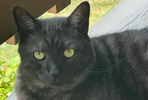 Alerta de Desaparición Gato  Macho , 10 años Laconnex Suiza