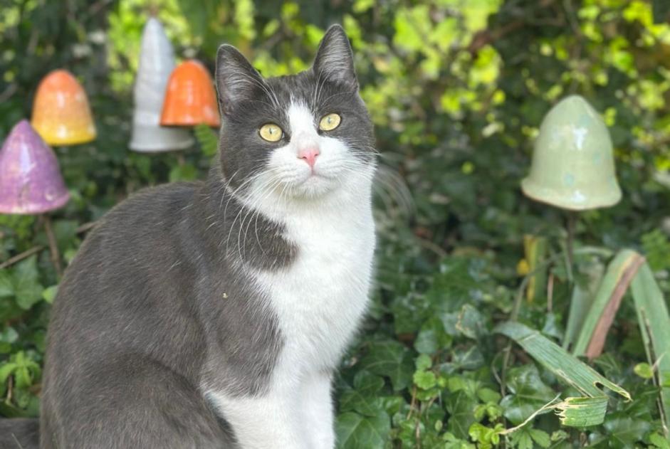 Gato Desaparecido en Villeneuve (Vaud, Suiza)  - alerta desaparición Pet Alert n° 358496