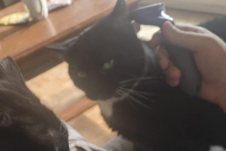 Gato Desaparecido en Fribourg (Fribourg, Suiza)  - alerta desaparición Pet Alert n° 362752