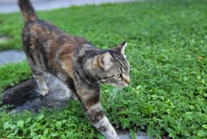 Alerta de Desaparición Gato Hembra , 2 años Icogne Suiza