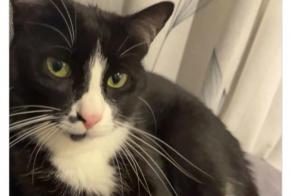 Alerta de Desaparición Gato cruce Macho , 4 años Faoug Suiza