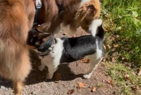 Alerta de Hallazgo Perro Hembra , 3 años Villaz Suiza