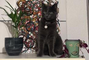 Alerta de Desaparición Gato  Macho , 2 años Orsières Suiza