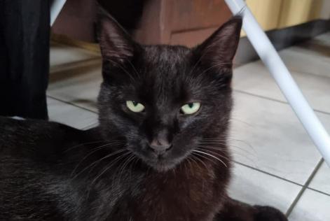 Alerte Disparition Chat  Mâle , 3 ans Grono Suisse