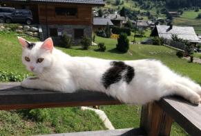 Alerte Disparition Chat Femelle , 4 ans Chamoson Suisse