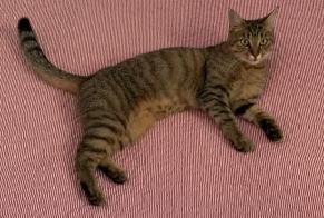 Alerte Disparition Chat  Femelle , 2 ans Pregny-Chambésy Suisse