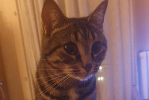 Alerte Disparition Chat  Femelle , 4 ans Vernier Suisse