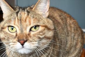 Alerte Disparition Chat croisement Femelle , 4 ans Granges-Paccot Suisse