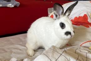 Alerte Découverte Lapin Inconnu Fribourg Suisse