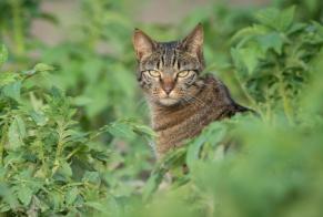 Alerte Disparition Chat Femelle , 7 ans Ponthaux Suisse