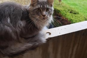 Alerte Disparition Chat  Mâle , 5 ans Bossonnens Suisse