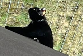 Alerte Disparition Chat Mâle , 2 ans Fribourg Suisse