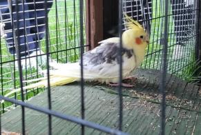 Alerte Découverte Oiseau Inconnu Veyrier Suisse
