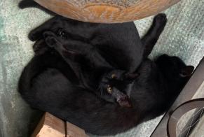 Alerte Disparition Chat  Mâle , 1 ans Genève Suisse