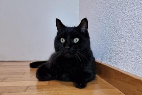 Alerte Disparition Chat Mâle , 11 ans Villars-sur-Glâne Suisse