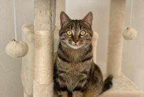 Alerte Disparition Chat Femelle , 1 ans Fribourg Suisse