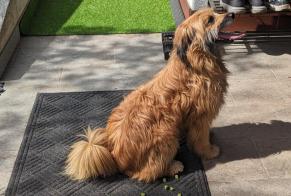 Alerte Découverte Chien Mâle Arbaz Suisse