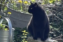 Alerte Disparition Chat Femelle , 11 ans Cugy Suisse