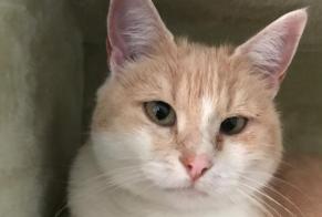 Alerte Disparition Chat  Femelle , 14 ans Rossemaison Suisse